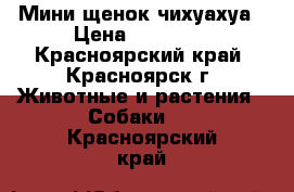 Мини щенок чихуахуа › Цена ­ 18 000 - Красноярский край, Красноярск г. Животные и растения » Собаки   . Красноярский край